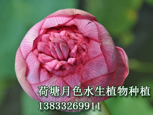 　　花蕾长桃型，玫瑰红色。花粉红色，花径20--23			

cm，着花较密。花边开边落，单朵花期达十天以上。			

　　千瓣型。雌蕊全部瓣化。该品种为传统品种，常			

出现双花心、三花心、四花心等花态。			
