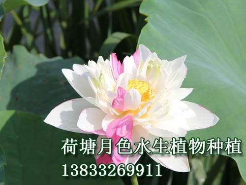 二乔
荷花种植|91视频APP下载站|荷花种子|91视频九色苗|黄页91视频免费下载苗|浮岛||荷花种藕_91视频H下载水生植物种植基地